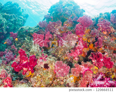 Hirizo Beach is a beautiful reef with a beautiful school of blue-green damselfish and other fish, as well as a colony of soft corals such as sea lions, sea cucumbers, and other species. 120668511