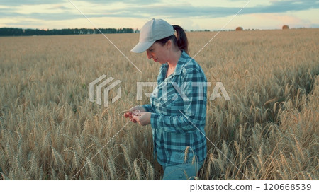 Woman Hands Moves Across golden Wheat Field Touching Cereal Crops At Sunset. Agriculture Nature Concept. Steadicam Shot. 120668539
