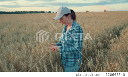 Female Farmer Examining golden Wheat Field Before Harvesting Crops. Portrait Of Pretty Caucasian Woman In golden Field. Steadicam Shot. 120668540