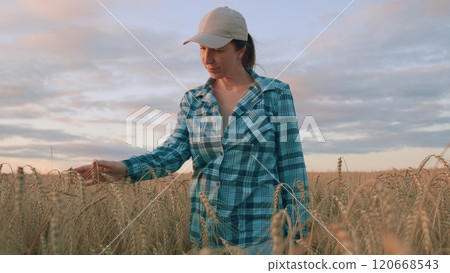 Portrait Farmer Posing At Grain Field. Woman Farmer Checking Ears Quality On golden Wheat Field. Woman Farmer Looks At Grain Harvest. Steadicam Shot. Portrait Farmer Posing At Grain Field. Woman Farmer Checking Ears Quality On golden Wheat Field. Woman Farmer Looks At Grain Harvest. Steadicam Shot. 120668543