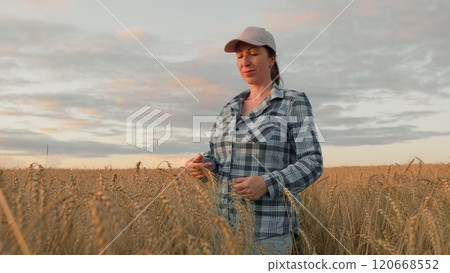 Spikelets Of golden Wheat At Sunset. Farmers Hand Touches Ears Of Wheat In Field. Farmer Hand With Spikelet Of Wheat. Steadicam Shot. 120668552