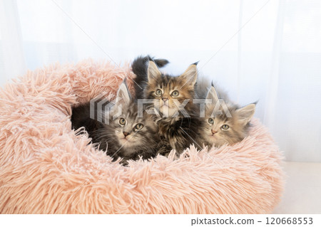 三隻小貓在一張粉紅色的床上 120668553
