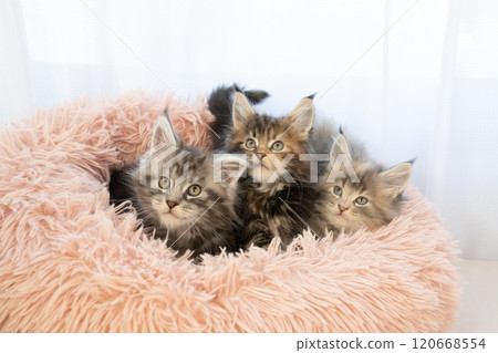 Three kittens in a pink bed 120668554