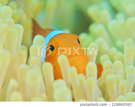 小丑anemonefish 120668565