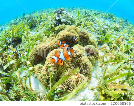 Tropical underwater landscape, clownfish family 120668566