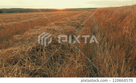 Extensive Harvested Grain Field. Beautiful Views Of Countryside. Hay On A Harvested Wheat Field. Steadicam Shot. 120668570