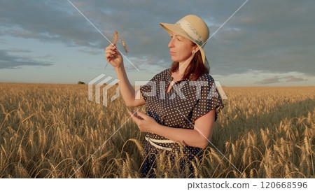 Woman In A Dress Stands In A Wheat Field And Touches Spikelets. Pretty Woman In Summer Dress And Hat In Yellow Farm Field. Gimbal shot. 120668596