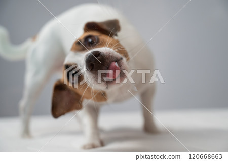 Jack Russell Terrier dog licking transparent glass on white background.  120668663