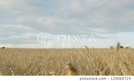 Huge Yellow Field Of Wheat In Idyllic Nature In Golden Rays Of Sunrise. Countryside Nature Summer Landscape With Amazing Sky. Gimbal shot. Huge Yellow Field Of Wheat In Idyllic Nature In Golden Rays Of Sunrise. Countryside Nature Summer Landscape With Amazing Sky. Gimbal shot. 120668724