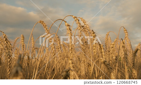 Cultivation Of Wheat Grain. Ripe Wheat Stalks Moving Gently In Wind. Agricultural Themes. Farm And Countryside Landscape. Gentle Wind. Gimbal shot. 120668745