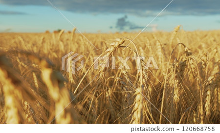 Ripe Wheat Ears - Prosperity And Wealth. Golden Wheat Ears Are Swaying By Wind. Growing Ripe Wheat In Agricultural Field At Summer Day. Slow motion. 120668758