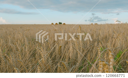 Ears Of Wheat Swaying In Slow Motion. Ripe Wheat Ears Swaying In Wind In Agricultural Field. Ripe Golden Wheat Field With Beautiful Sprinkles At Sunrise. Gimbal Stabilize. 120668771