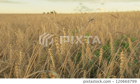 Spikelets Of Wheat With Grain Are Shaken By Wind. Golden Fields With Ripe Wheat Stalk. Agricultural Wheat Field. Farming Ecological Nature Wheat Germ Concept. Gimbal Stabilize. Spikelets Of Wheat With Grain Are Shaken By Wind. Golden Fields With Ripe Wheat Stalk. Agricultural Wheat Field. Farming Ecological Nature Wheat Germ Concept. Gimbal Stabilize. 120668799