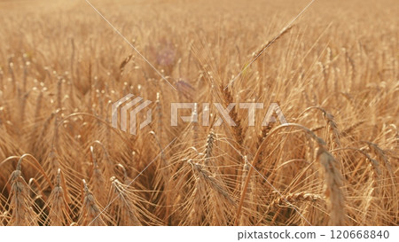 Production Organic Eco Bio. Growing Ripe Wheat In Agricultural Field At Summer Day. Ripe Wheat Summer Background. Ripe Ears Of Wheat Waving Swaying In Wind. Gimbal shot. 120668840
