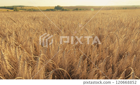 Farmland Sunset Nature Landscape Agriculture. Nature Landscape. Concept Of Food Security. Growing Cereals. Harvesting And Agribusiness. Gimbal shot. 120668852