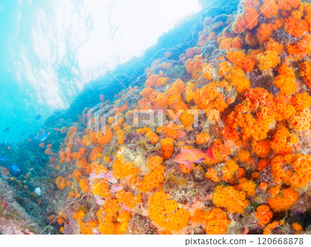 Nakagi Hirizo 海灘是 Iboyagi 和其他物種（如金魚、Solas 雀鯛和 Oyabiccha）生長的地方。 120668878