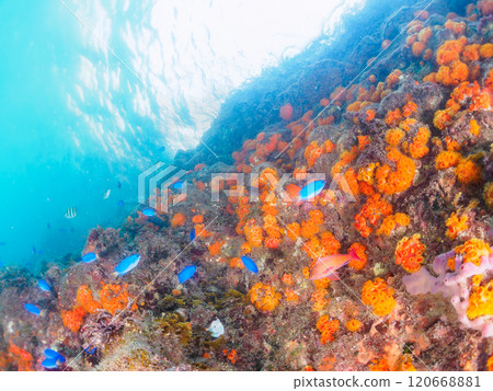 Nakagi Hirizo 海灘是 Iboyagi 和其他物種（如金魚、Solas 雀鯛和 Oyabiccha）生長的地方。 120668881