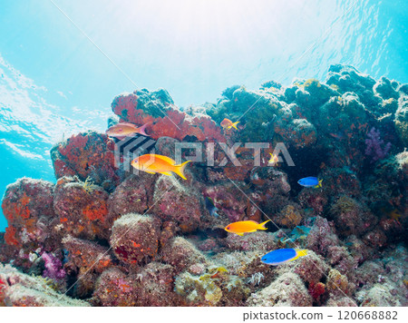 Nakagi Hirizo 海灘是 Iboyagi 和其他物種（如金魚、Solas 雀鯛和 Oyabiccha）生長的地方。 120668882