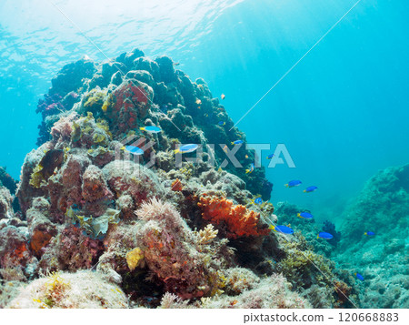 A drop-off where sea urchins and other creatures grow, with schools of anthias, blue-green damselfish, and oyabitcha. Nakagi Hirizo Beach 120668883