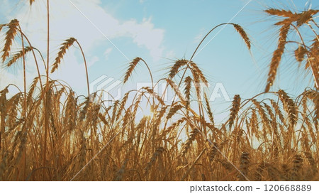 Huge Yellow Field Of Wheat In Idyllic Nature In Golden Rays Of Sunrise. Countryside Nature Summer Landscape With Amazing Sky. Slow motion. Huge Yellow Field Of Wheat In Idyllic Nature In Golden Rays Of Sunrise. Countryside Nature Summer Landscape With Amazing Sky. Slow motion. 120668889
