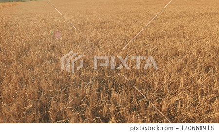 Ripe Wheat Ears Swaying In Wind In Agricultural Field. Showcasing Beauty And Tranquility Of Natural Landscape. Golden Wheat Field Over Blue Sky At Summer Day. Gimbal Stabilize. 120668918