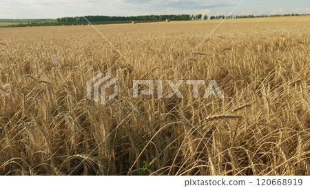 Growing Crop Concept. Ripe Golden Ripe Wheat In A Field On A Hot Summer Day. Harvesting Ripe Harvest Of Ripe Wheat. Beautiful Panorama Of Crops. Gimbal Stabilize. Growing Crop Concept. Ripe Golden Ripe Wheat In A Field On A Hot Summer Day. Harvesting Ripe Harvest Of Ripe Wheat. Beautiful Panorama Of Crops. Gimbal Stabilize. 120668919