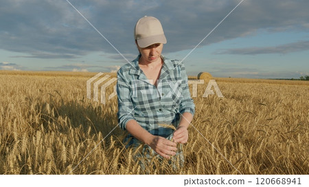 Portrait Farmer Posing At Grain Field. Woman Farmer Checking Ears Quality On golden Wheat Field. Woman Farmer Looks At Grain Harvest. Gimbal shot. 120668941