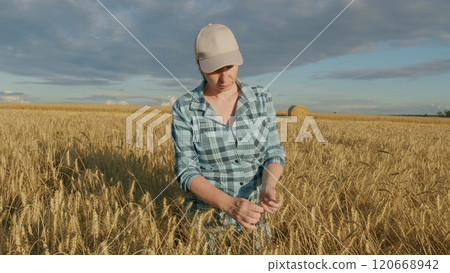 Agricultural Business. Professional Female Farmer Examining Wheat Crops In European Field. Female Farmer Is Enjoying Nature Around. Gimbal shot. 120668942
