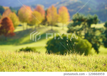 Autumn wildflowers and autumn foliage on the fairway 2 Autumn wildflowers and autumn foliage on the fairway 2 120668959
