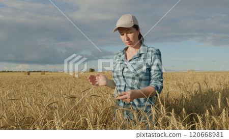 Woman Walking In golden Wheat Ears Field In Sunrise On A Field Before Gathering A Harvest. Wheat In Hands. Gimbal shot. Woman Walking In golden Wheat Ears Field In Sunrise On A Field Before Gathering A Harvest. Wheat In Hands. Gimbal shot. 120668981