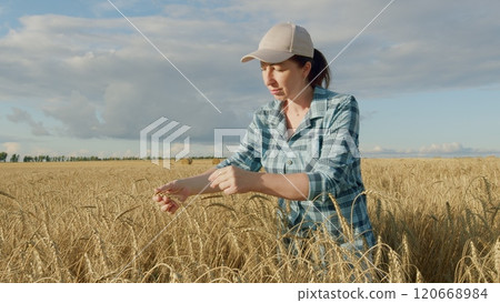 Female Farmer Touches golden Wheat At Field On Sunset. Business Farming Lifestyle. Successful Agribusiness Owner Concept. Gimbal shot. 120668984