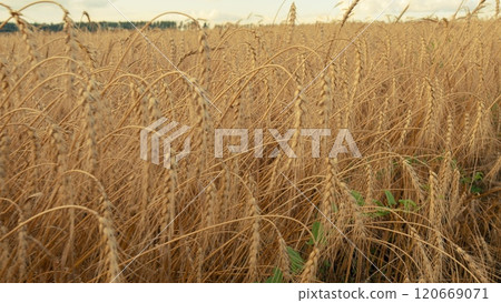 Growing Crop Concept. Ripe Golden Ripe Wheat In A Field On A Hot Summer Day. Harvesting Ripe Harvest Of Ripe Wheat. Beautiful Panorama Of Crops. Slow motion. Growing Crop Concept. Ripe Golden Ripe Wheat In A Field On A Hot Summer Day. Harvesting Ripe Harvest Of Ripe Wheat. Beautiful Panorama Of Crops. Slow motion. 120669071