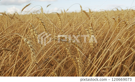 Ripe Wheat Ears - Prosperity And Wealth. Golden Wheat Ears Are Swaying By Wind. Growing Ripe Wheat In Agricultural Field At Summer Day. Slow motion. Ripe Wheat Ears - Prosperity And Wealth. Golden Wheat Ears Are Swaying By Wind. Growing Ripe Wheat In Agricultural Field At Summer Day. Slow motion. 120669073