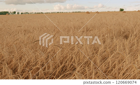 Golden Ears Of Wheat In A Field Against A Blue Sky With Clouds. Golden Ears Of Ripe Wheat Grains. Rural Landscape Of Wheat Field On Sunny Summer Day. Gimbal Stabilize. Golden Ears Of Wheat In A Field Against A Blue Sky With Clouds. Golden Ears Of Ripe Wheat Grains. Rural Landscape Of Wheat Field On Sunny Summer Day. Gimbal Stabilize. 120669074