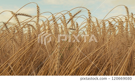Production Organic Eco Bio. Growing Ripe Wheat In Agricultural Field At Summer Day. Ripe Wheat Summer Background. Ripe Ears Of Wheat Waving Swaying In Wind. Gimbal Stabilize. Production Organic Eco Bio. Growing Ripe Wheat In Agricultural Field At Summer Day. Ripe Wheat Summer Background. Ripe Ears Of Wheat Waving Swaying In Wind. Gimbal Stabilize. 120669080