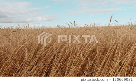 Spikelets Of Wheat With Grain Are Shaken By Wind. Golden Fields With Ripe Wheat Stalk. Agricultural Wheat Field. Farming Ecological Nature Wheat Germ Concept. Gimbal Stabilize. Spikelets Of Wheat With Grain Are Shaken By Wind. Golden Fields With Ripe Wheat Stalk. Agricultural Wheat Field. Farming Ecological Nature Wheat Germ Concept. Gimbal Stabilize. 120669081