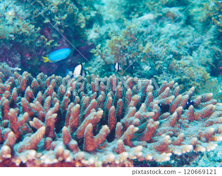 桌珊瑚雀鯛、三色雀鯛、索拉斯雀鯛等。 120669121