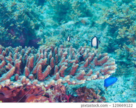 桌珊瑚雀鯛、三色雀鯛、索拉斯雀鯛等。 桌珊瑚雀鯛、三色雀鯛、索拉斯雀鯛等。 120669122