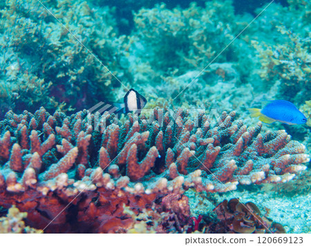 Table coral such as the two-striped Ryukyu damselfish, the three-spotted blue damselfish, and the blue-green damselfish, Hirizo Beach 120669123