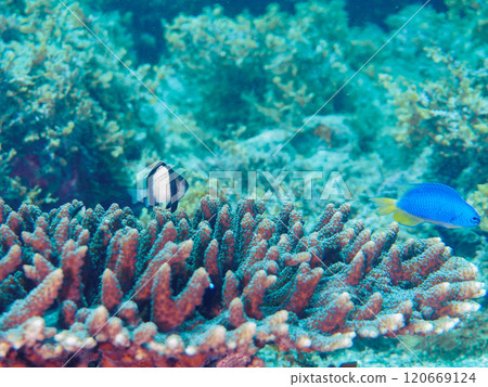 Table coral such as the two-striped Ryukyu damselfish, the three-spotted blue damselfish, and the blue-green damselfish, Hirizo Beach Table coral such as the two-striped Ryukyu damselfish, the three-spotted blue damselfish, and the blue-green damselfish, Hirizo Beach 120669124