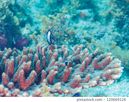 桌珊瑚雀鯛、三色雀鯛、索拉斯雀鯛等。 120669126