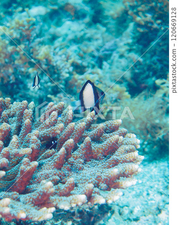 桌珊瑚雀鯛、三色雀鯛、索拉斯雀鯛等。 120669128
