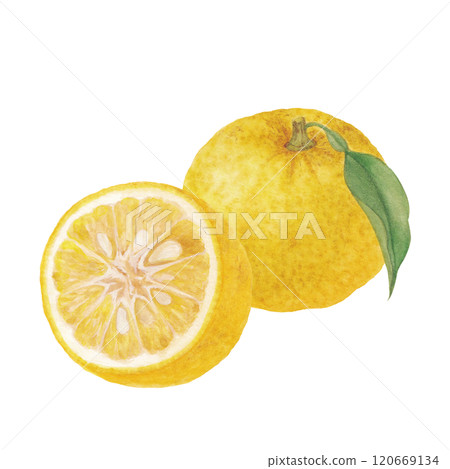 Watercolor hand drawn raster illustration of yuzu - Stock