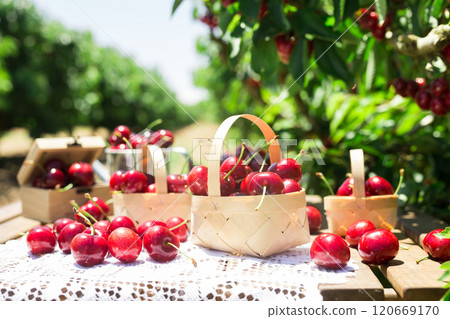 Still life of cherries on table in garden 120669170