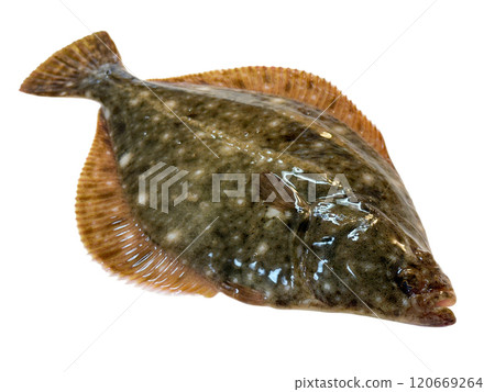活潑新鮮的比目魚 活潑新鮮的比目魚 120669264