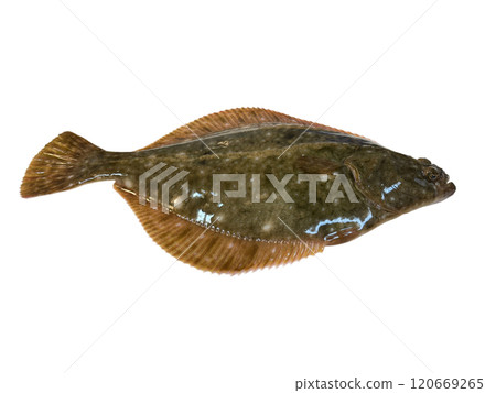 活潑新鮮的比目魚 活潑新鮮的比目魚 120669265