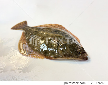 活潑新鮮的比目魚 活潑新鮮的比目魚 120669266