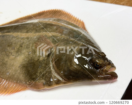 切板上一條活潑的新鮮比目魚 切板上一條活潑的新鮮比目魚 120669270