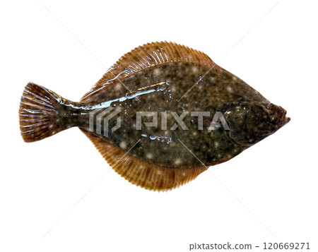 活潑新鮮的比目魚 活潑新鮮的比目魚 120669271