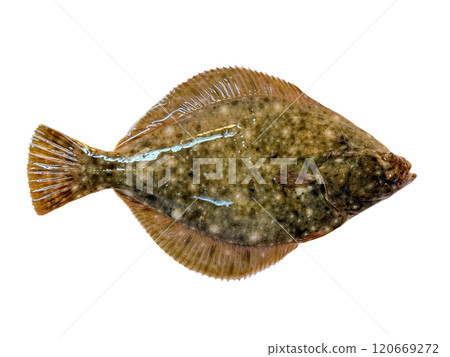 活潑新鮮的比目魚 120669272